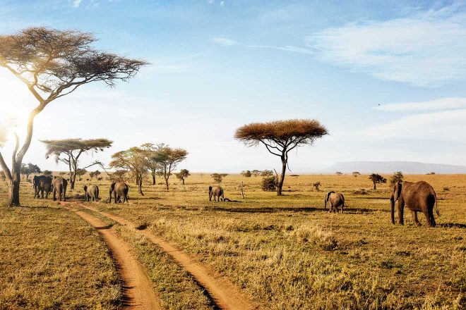 How To Plan A Perfect Safari In Tanzania – 7 Things You Need To Know elephants