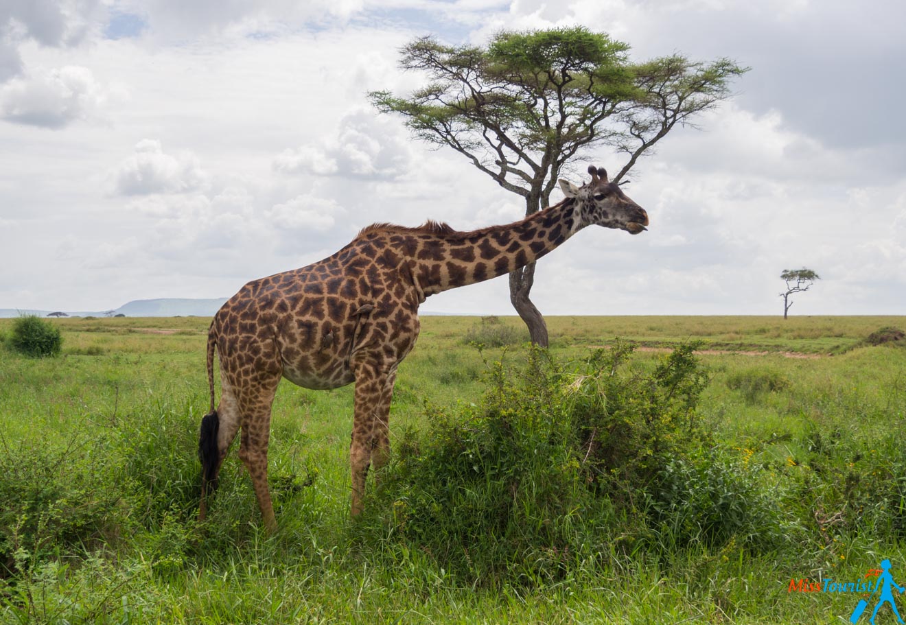 How To Plan A Perfect Safari In Tanzania – 7 Things You Need To Know giraffe