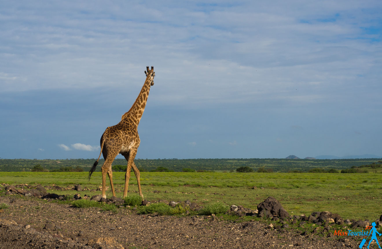 How To Plan A Perfect Safari In Tanzania – 7 Things You Need To Know how much