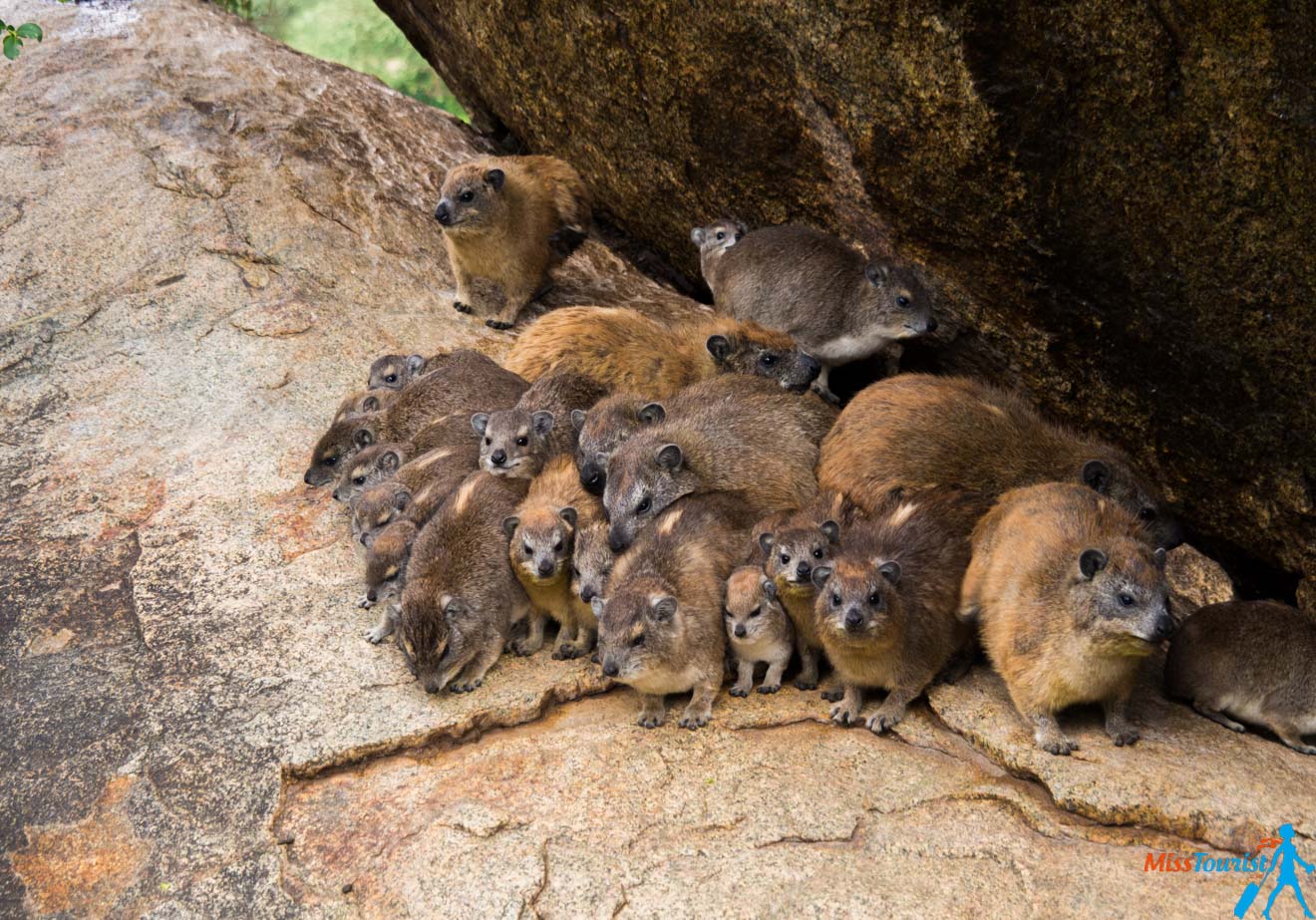 How To Plan A Perfect Safari In Tanzania – 7 Things You Need To Know hyraxes