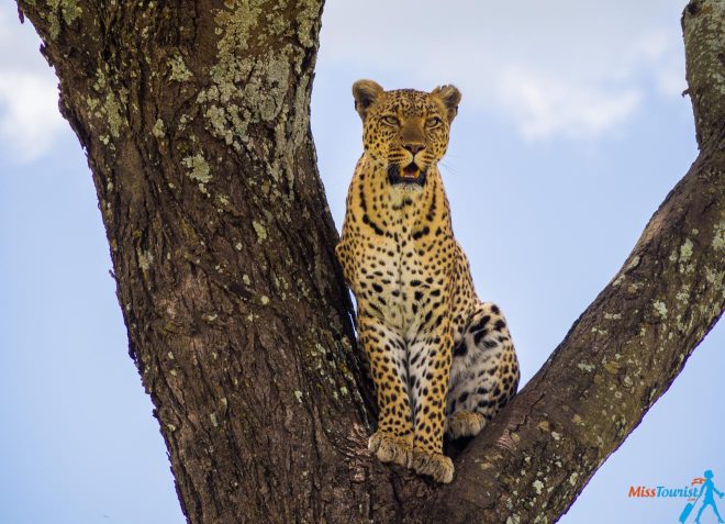 How To Plan A Perfect Safari In Tanzania – 7 Things You Need To Know leopard