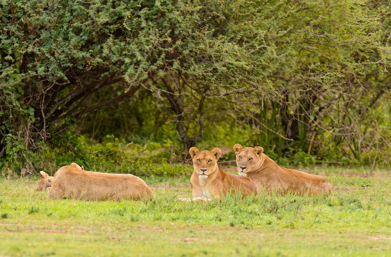 How To Plan A Perfect Safari In Tanzania – 7 Things You Need To Know lions 2