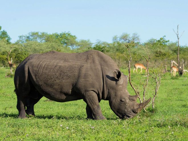 How To Plan A Perfect Safari In Tanzania – 7 Things You Need To Know rhino