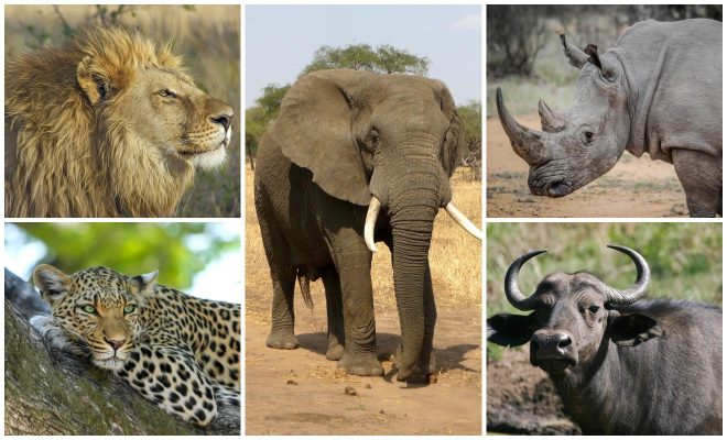 How To Plan A Perfect Safari In Tanzania – 7 Things You Need To Know the big 5 safari