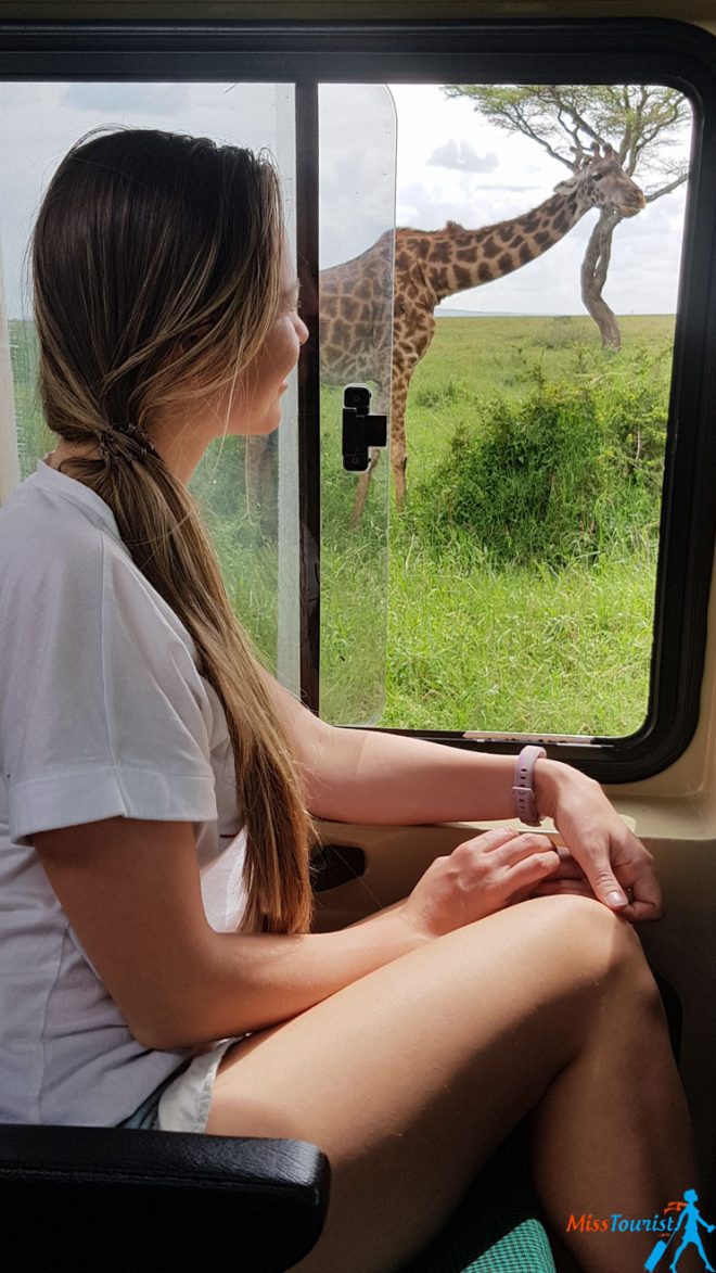 How To Plan A Perfect Safari In Tanzania – 7 Things You Need To Know zebra