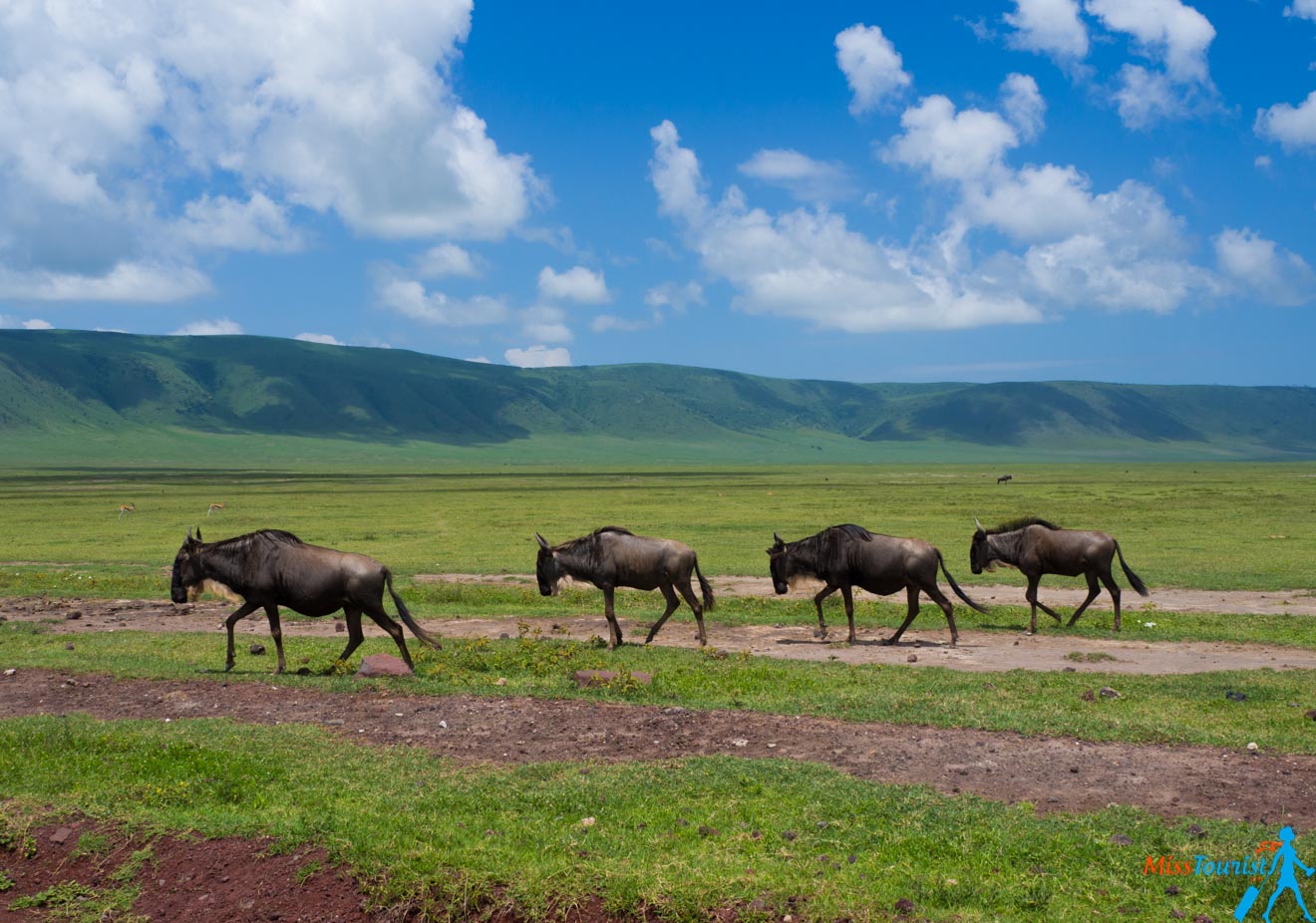 How To Plan A Perfect Safari In Tanzania – 7 Things You Need To Know 14