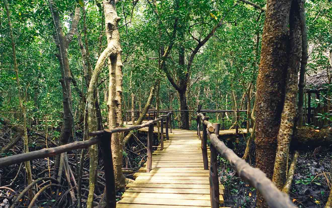 jozani chwaka bay national park