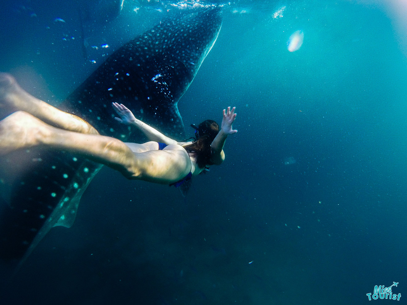 author of the post swimming underwater near a large whale shark, with arms extended and facing upwards.