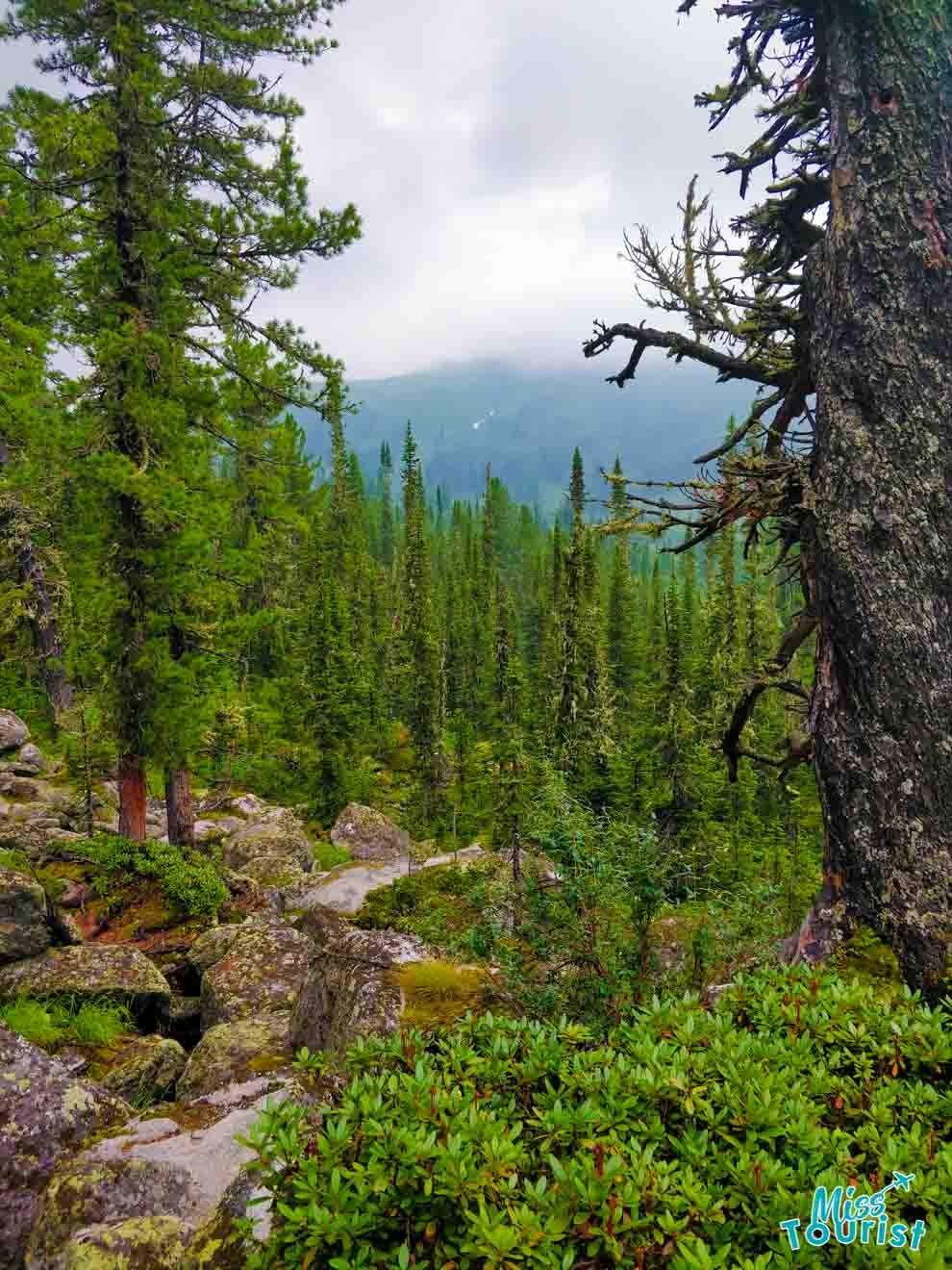 ergaki trees and view down