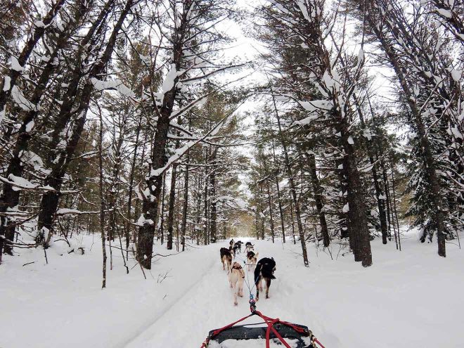 Czech 'musher' wins 300-km dogsled race through snowy mountains