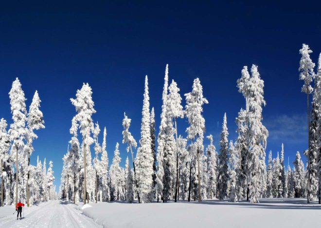 snow forest andorra