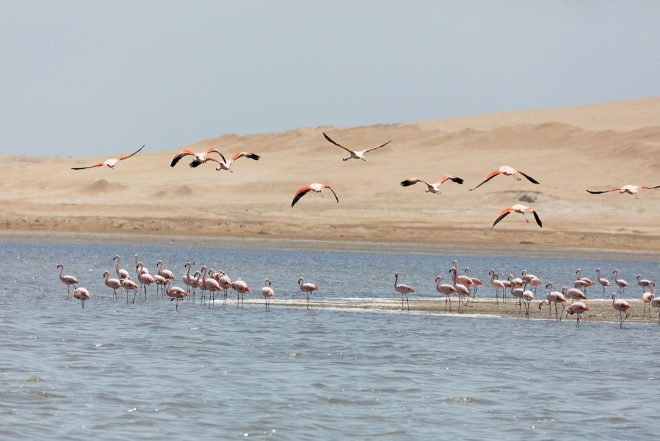 bird water arequipa