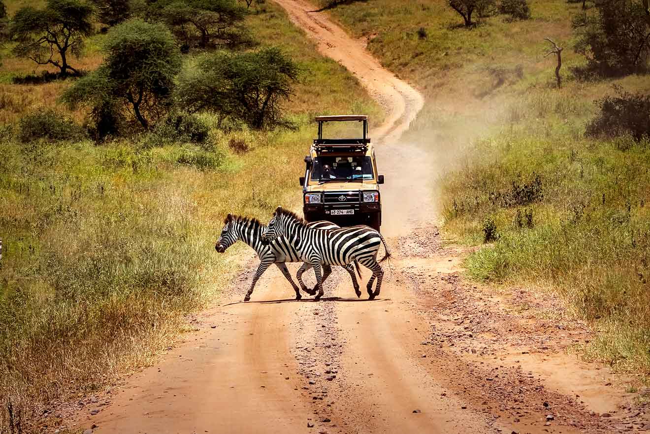 tanzania safari