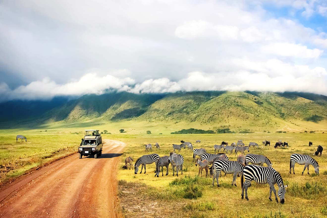 zebras national park