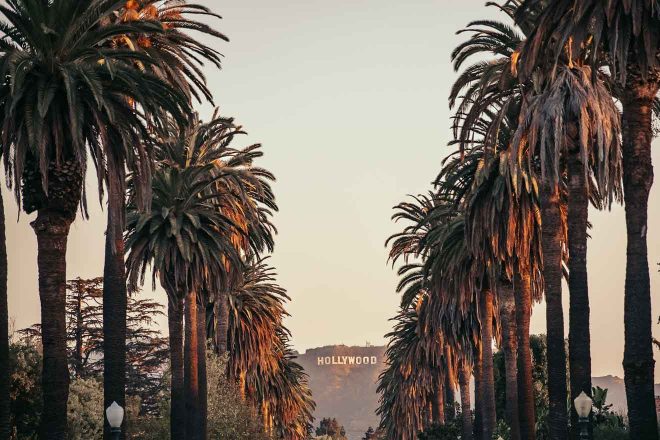 The Hollywood sign peeks through a dense grove of palm trees during a calm Los Angeles twilight, evoking the classic West Coast vibe.

