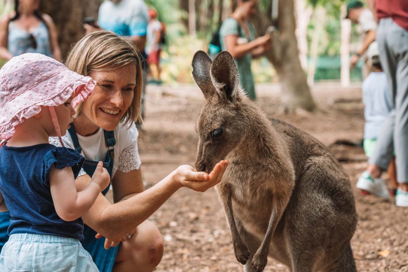 australia zoo things to do in sunshine coast