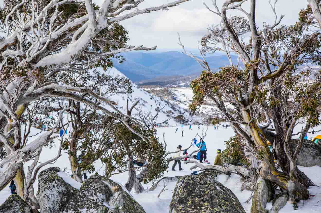 Blue Cow ski resort, Perisher snow