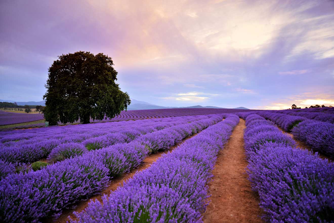 Bridestowe Lavender Estate tasmania Garden Walk tour