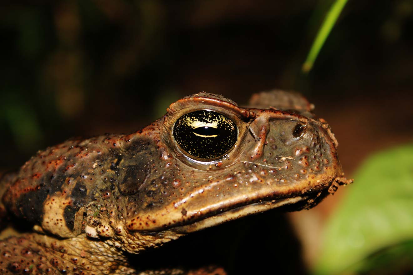 cane toad port douglas