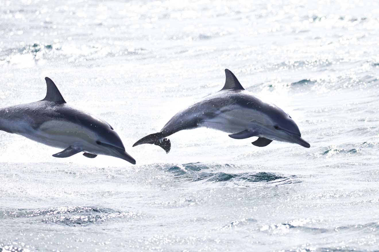 Common dolphins Bay of Fires walks Tour