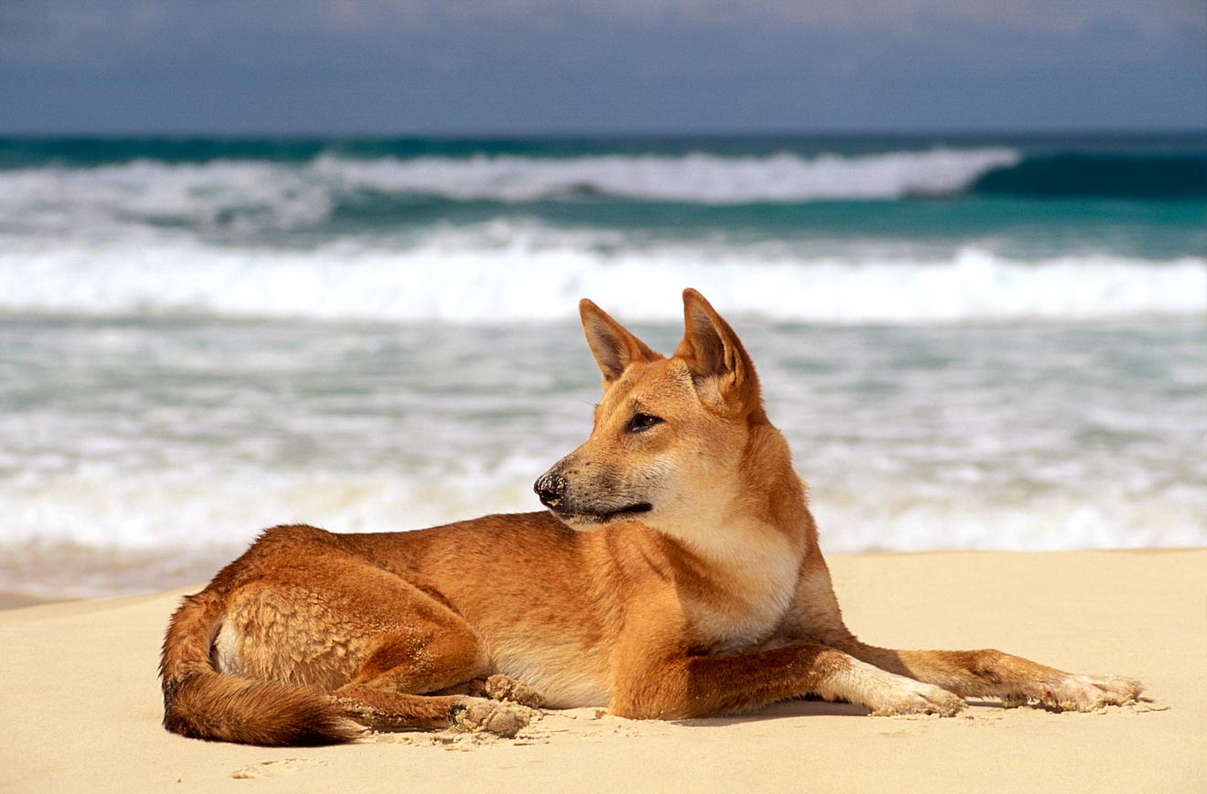 dingo in fraser island