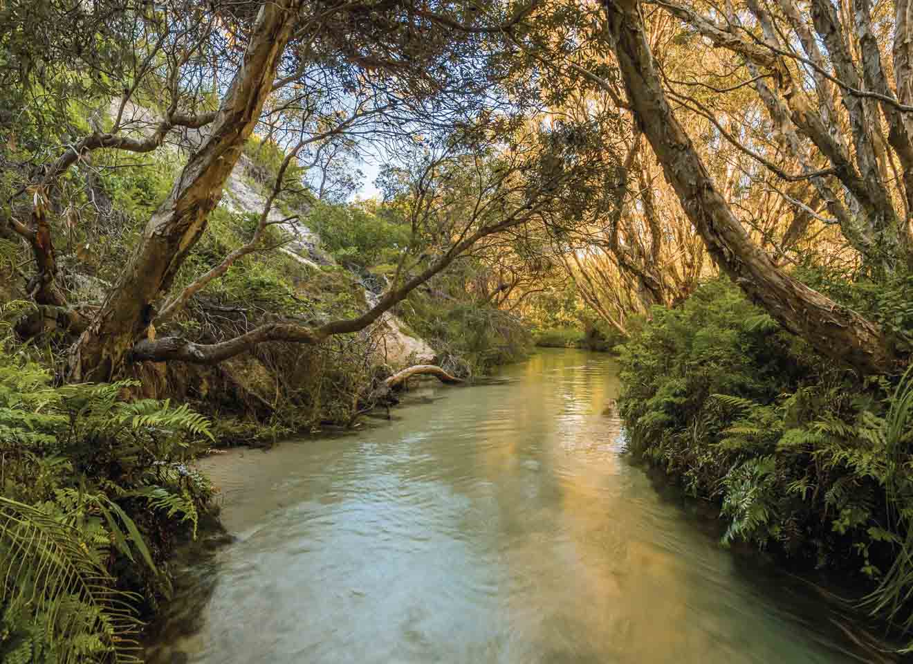 eli creek things to do in fraser island