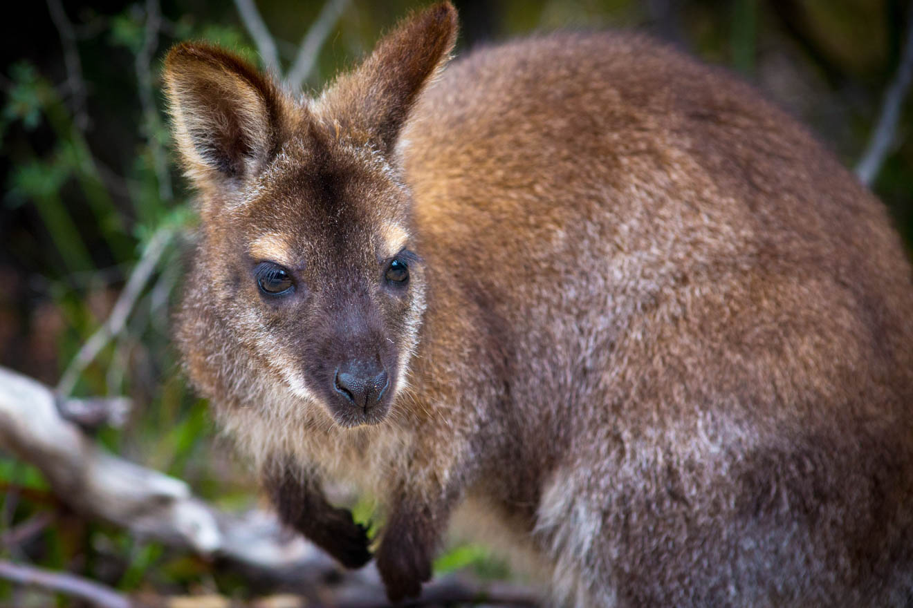 Freycinet National Park tasmania Kangaroo
