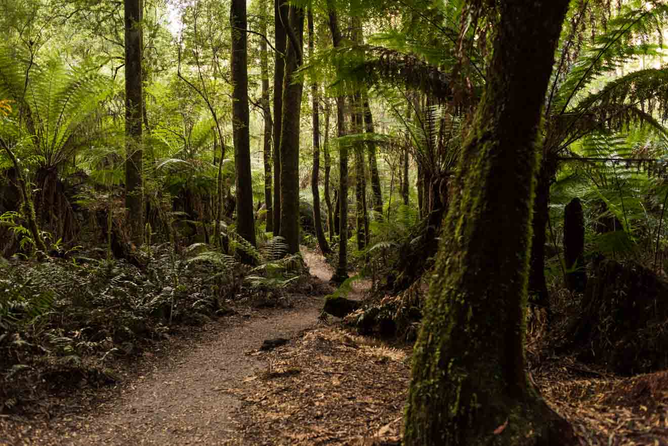 great ocean road hidden secrets - Great Otway Park Great ocean road itinerary