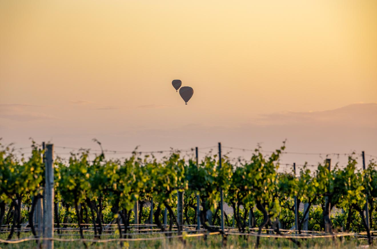 Hot air balloons flying over the Hunter Valley winery