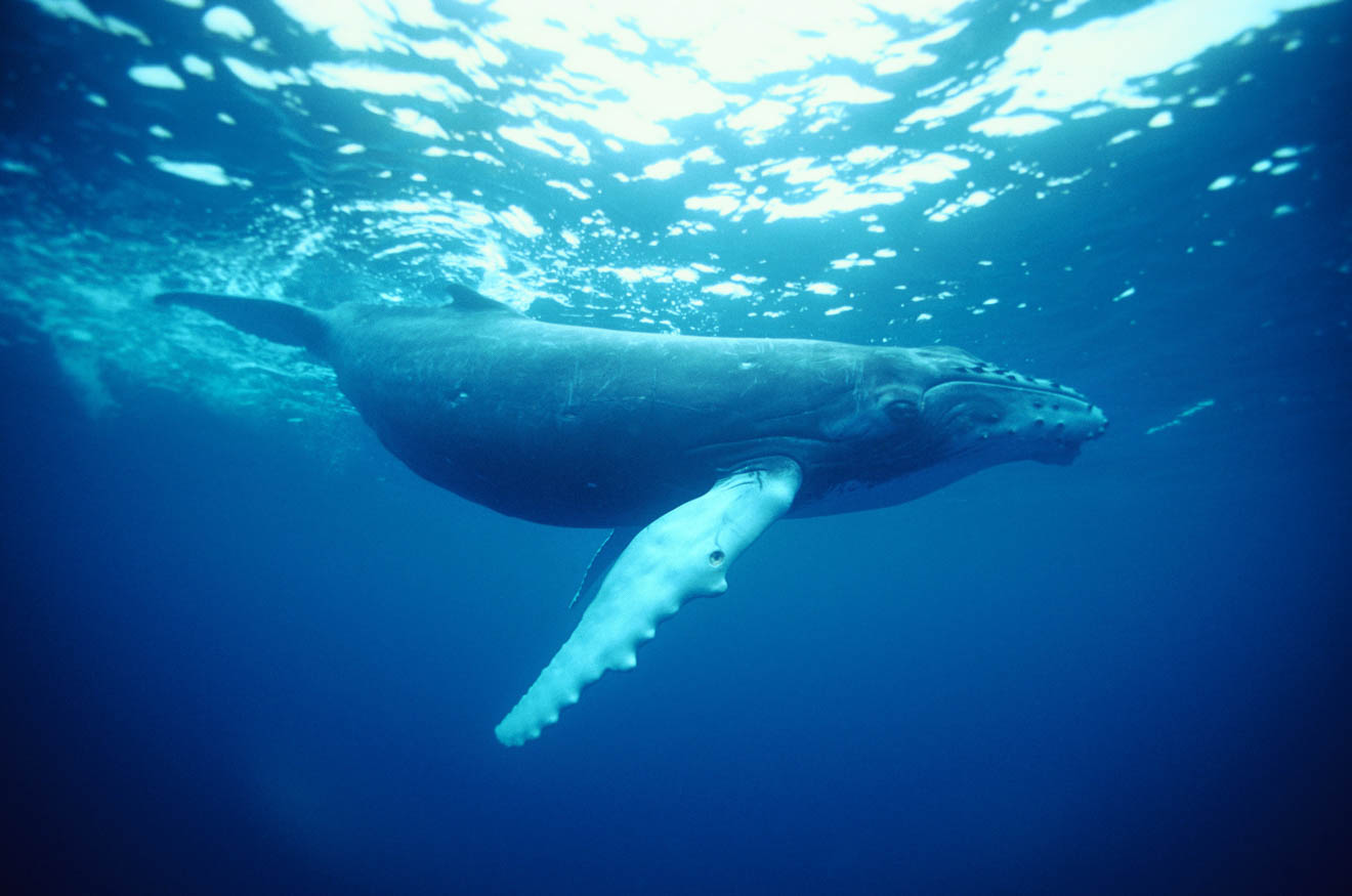 Humpback Whale, Coffs Harbour Spotting Boat Tour