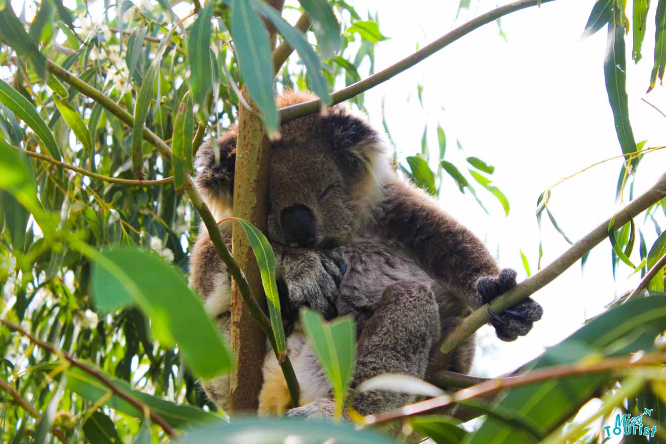 koala in port douglas