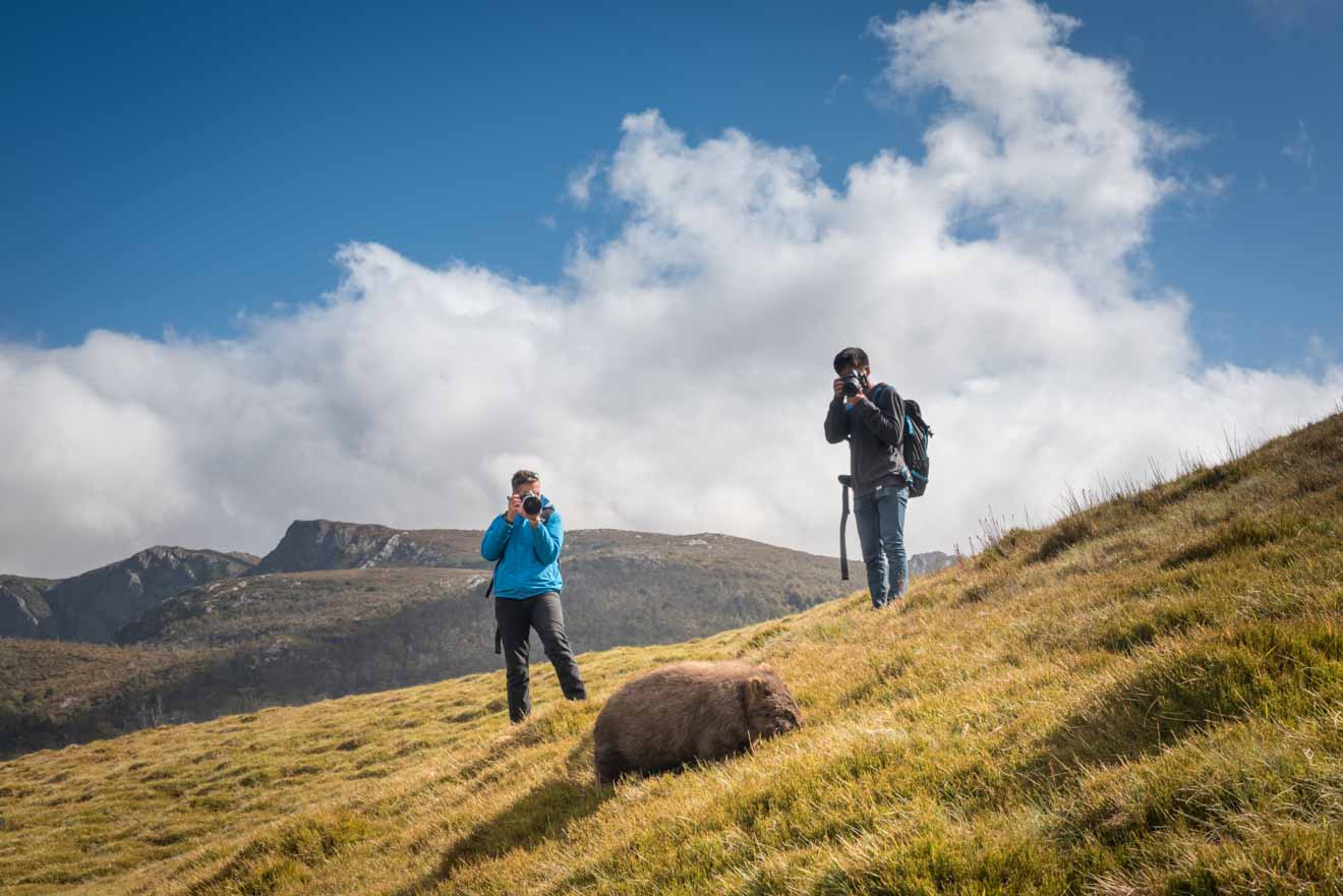 Photographing a wombat Overland track for blog