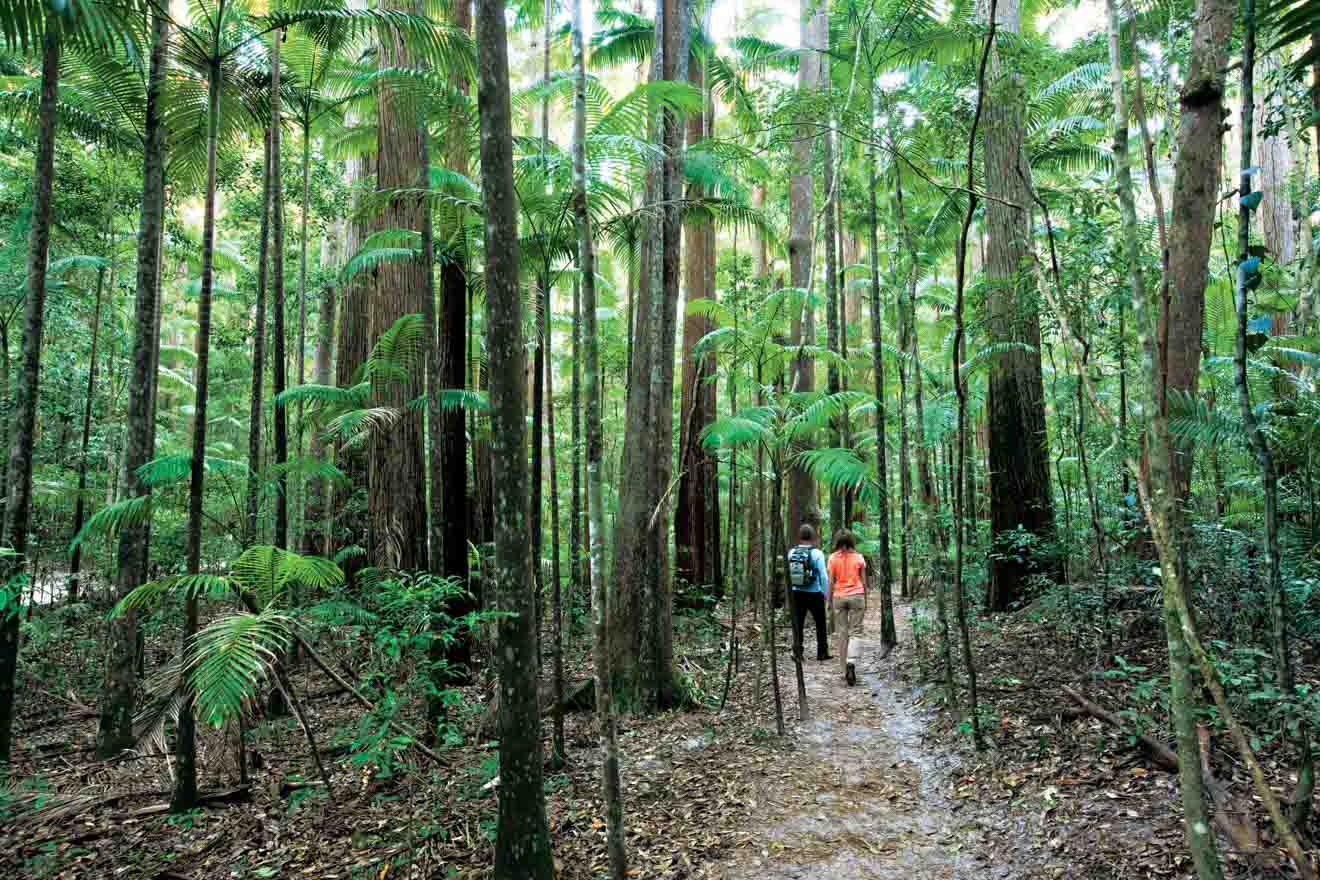 fraser island walk