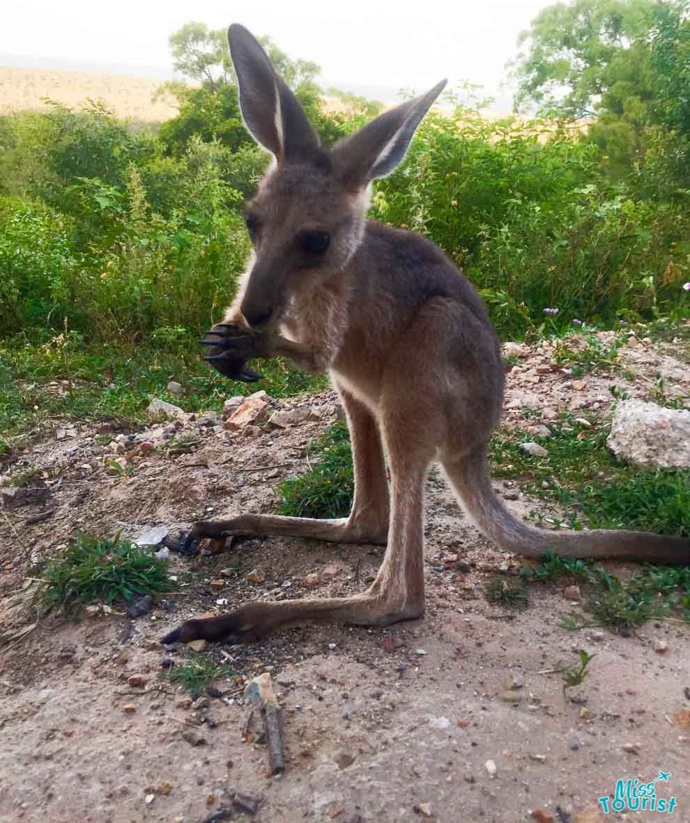 kangaroo at point vernon things to do in hervey bay