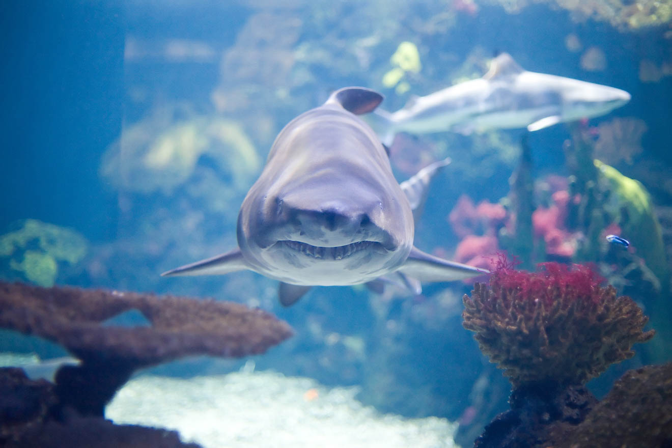 shark in reefworld aquarium in hervey bay