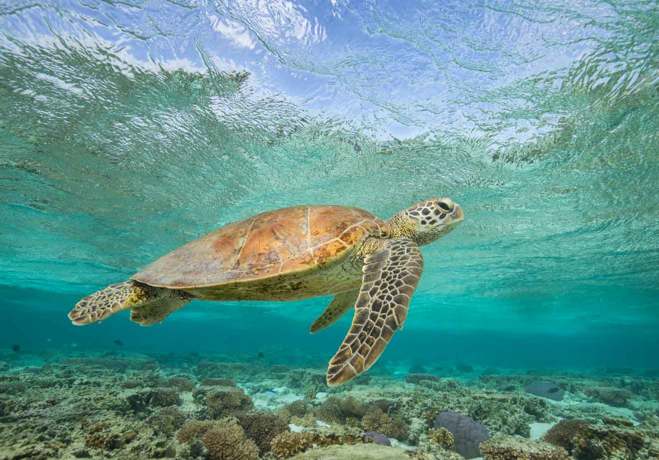 sea turtle in port douglas