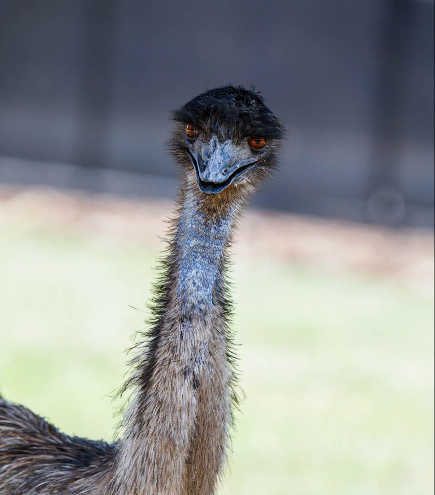 Sydney Zoo Newcastle