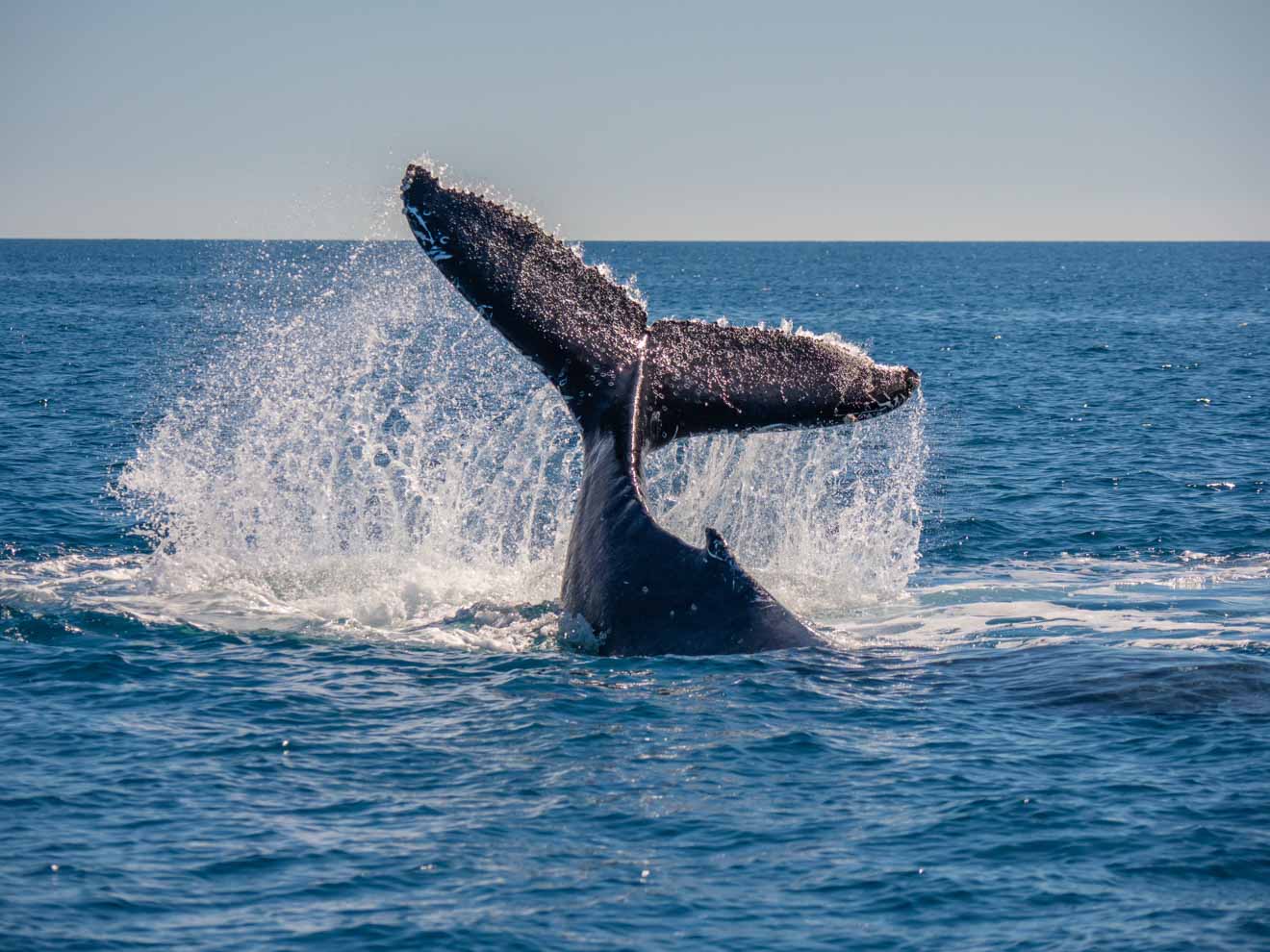 whale tail in hervey bay