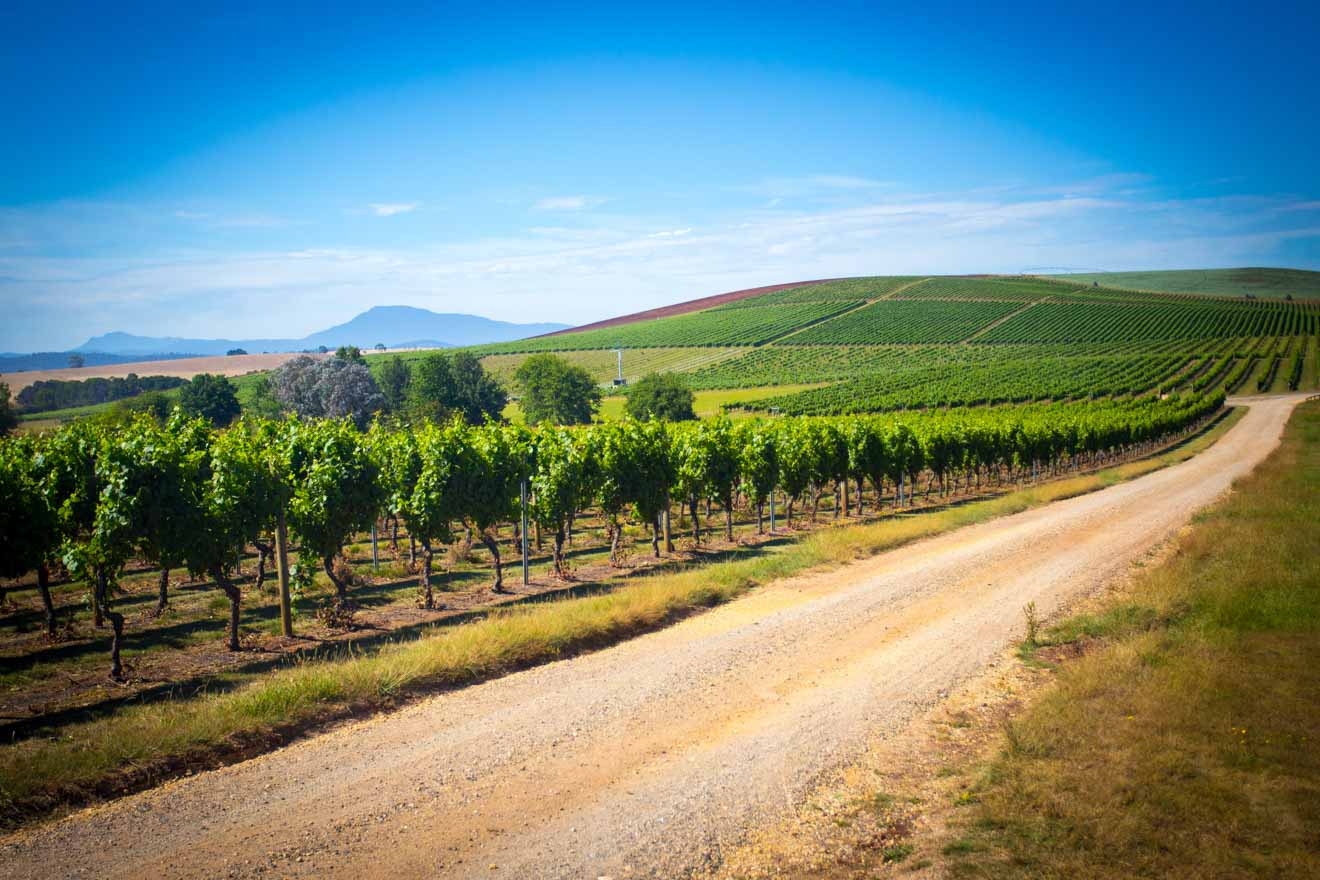 Vineyard Tamar Valley tasmania Tour