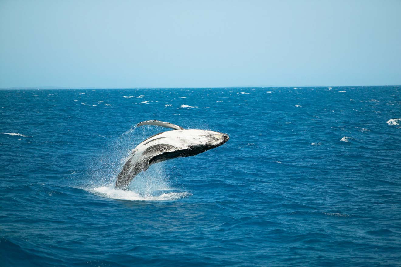 humpback whale hervey bay