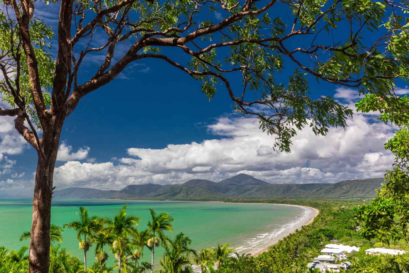 tree on the background of the coast port douglas