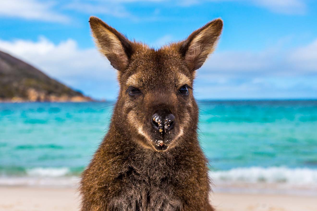 Wineglass Bay Beach Freycinet tasmania Kangaroo