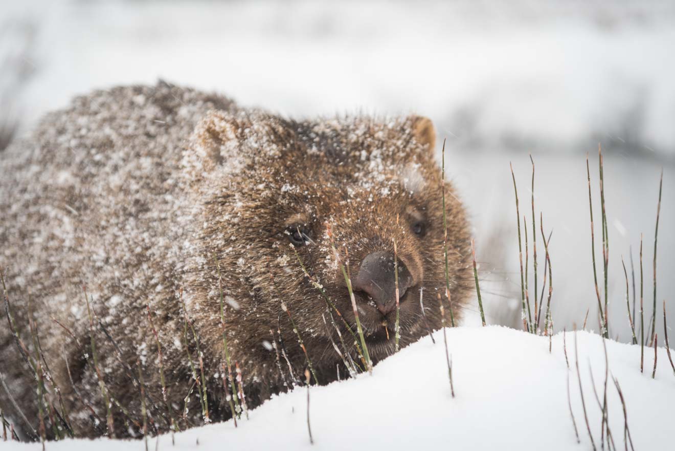 Wombat in snow tasmania attraction