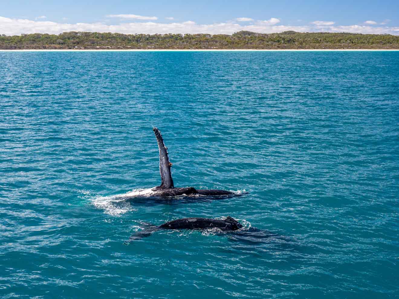 humpback whales in the water