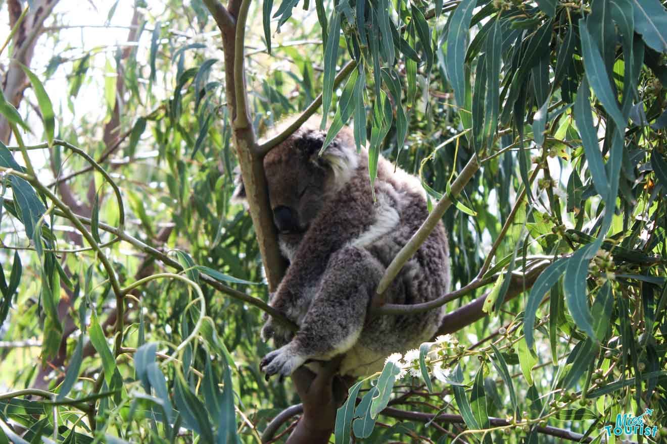 Amazing stops - koala Great ocean road itinerary