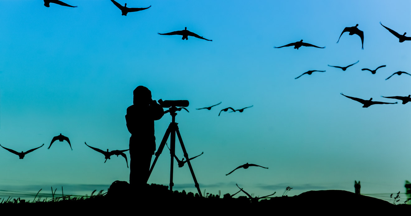 bird watching in the arkarra gardens things to do in hervey bay