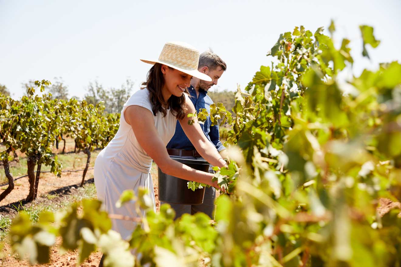 hunter valley wine tour with baby