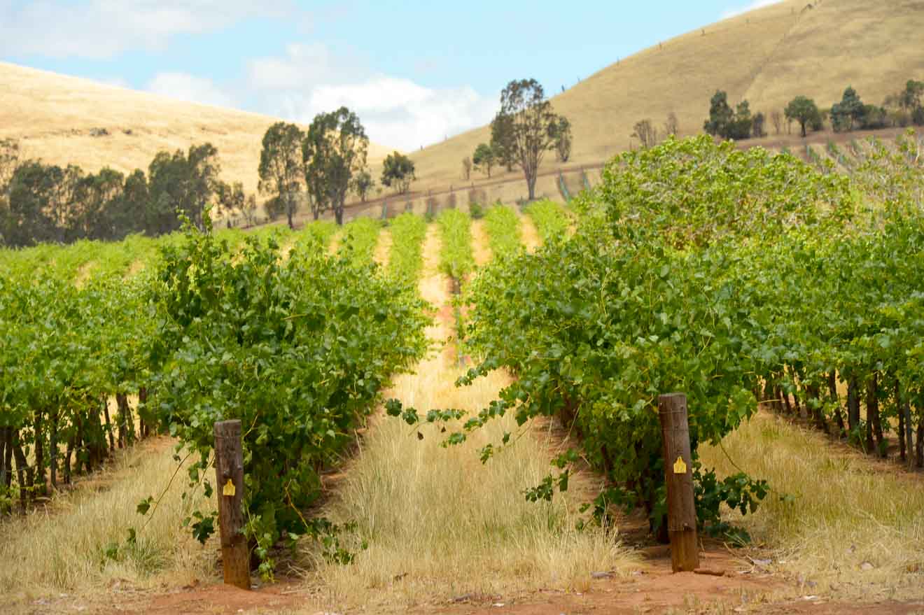 barossa valley tours - Adelaide Things to do in Barossa Valley Wineries