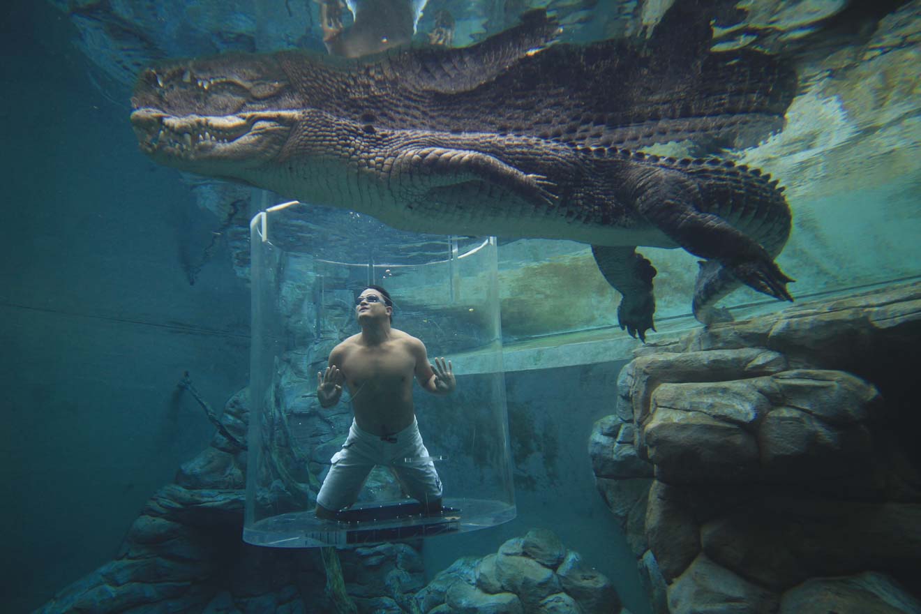 Crocosaurus Cove's Cage of Death Things to do in Darwin in northern territory