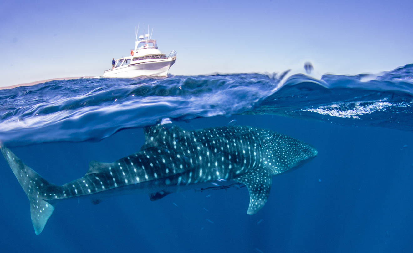 Boat Exmouth Dive best whale shark tour Ningaloo